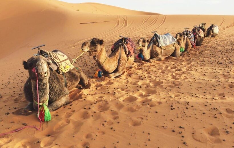 Private Camel trekking 4 days / 3 nights in Desert Morocco