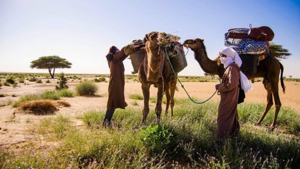 Camel trekking 6 days / 5 nights