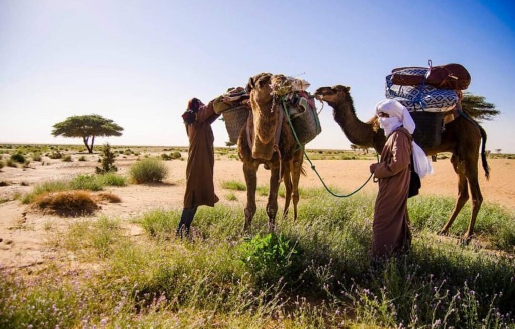 Camel trekking 6 days / 5 nights