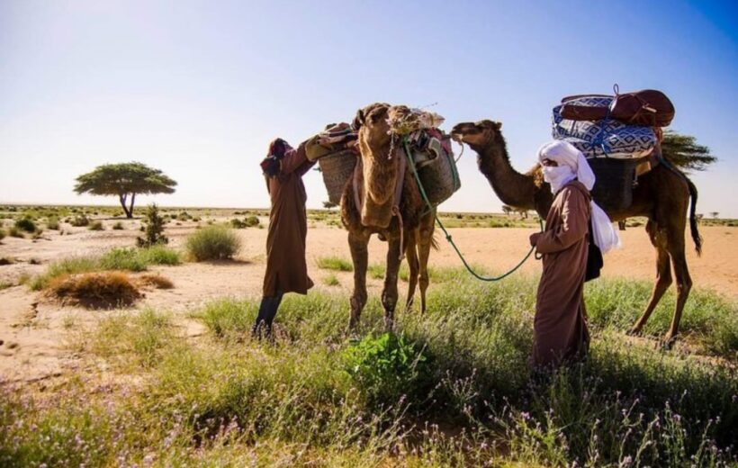 6 Days Camel Trekking in Desert Mhamid