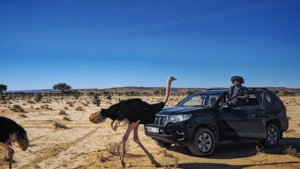 Morocco desert tours contact